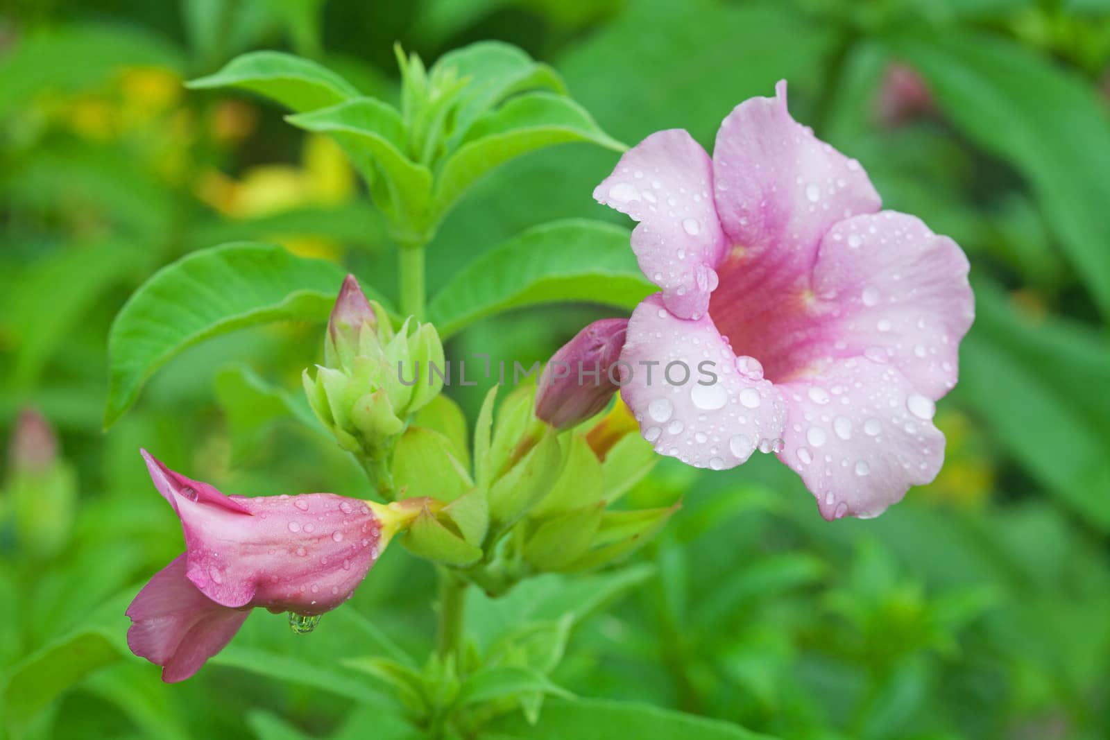 Allamanda Flower