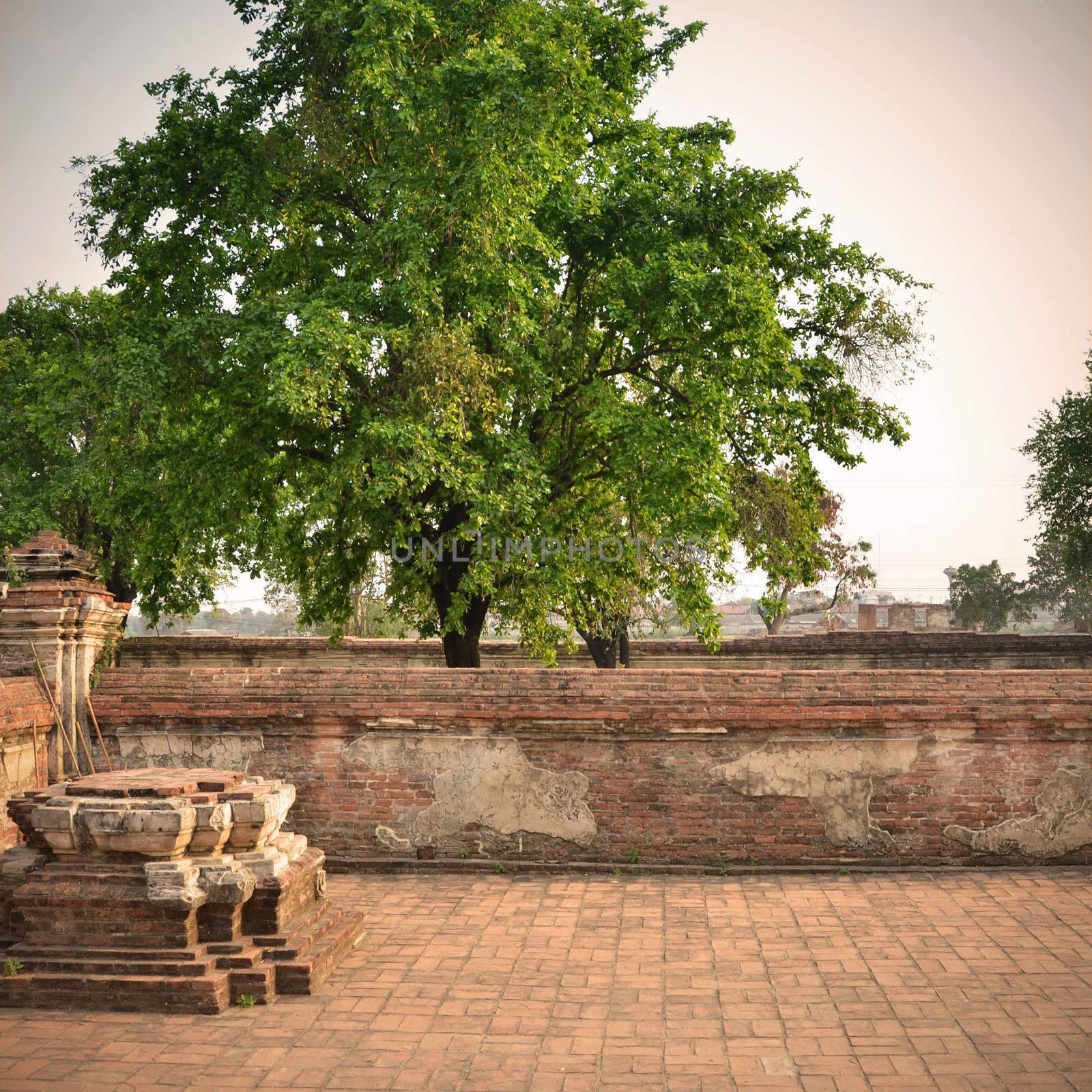 Ancient brick wall with nature by siraanamwong