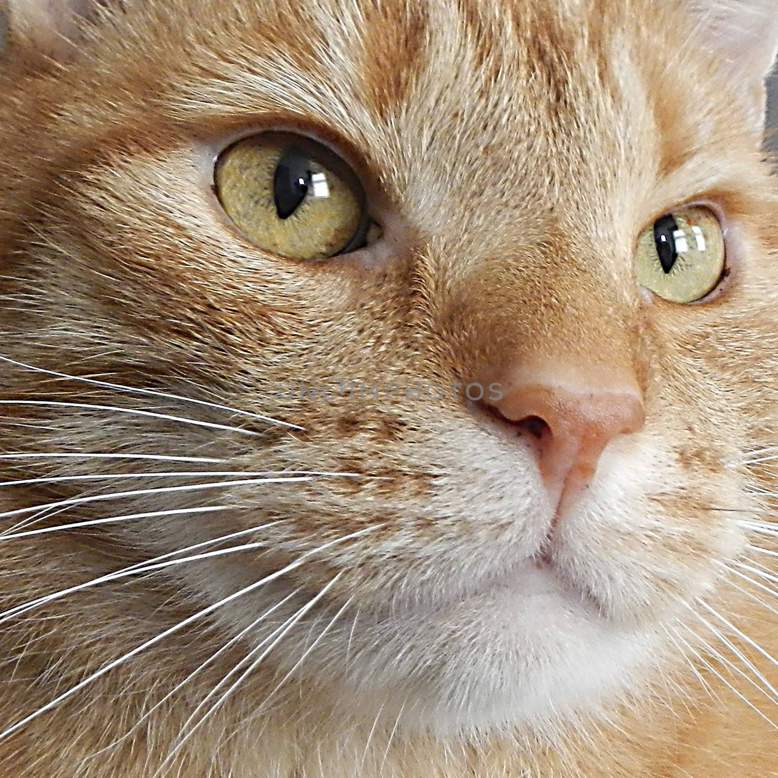 Photo portrait, close-up on cat whiskers and eyes