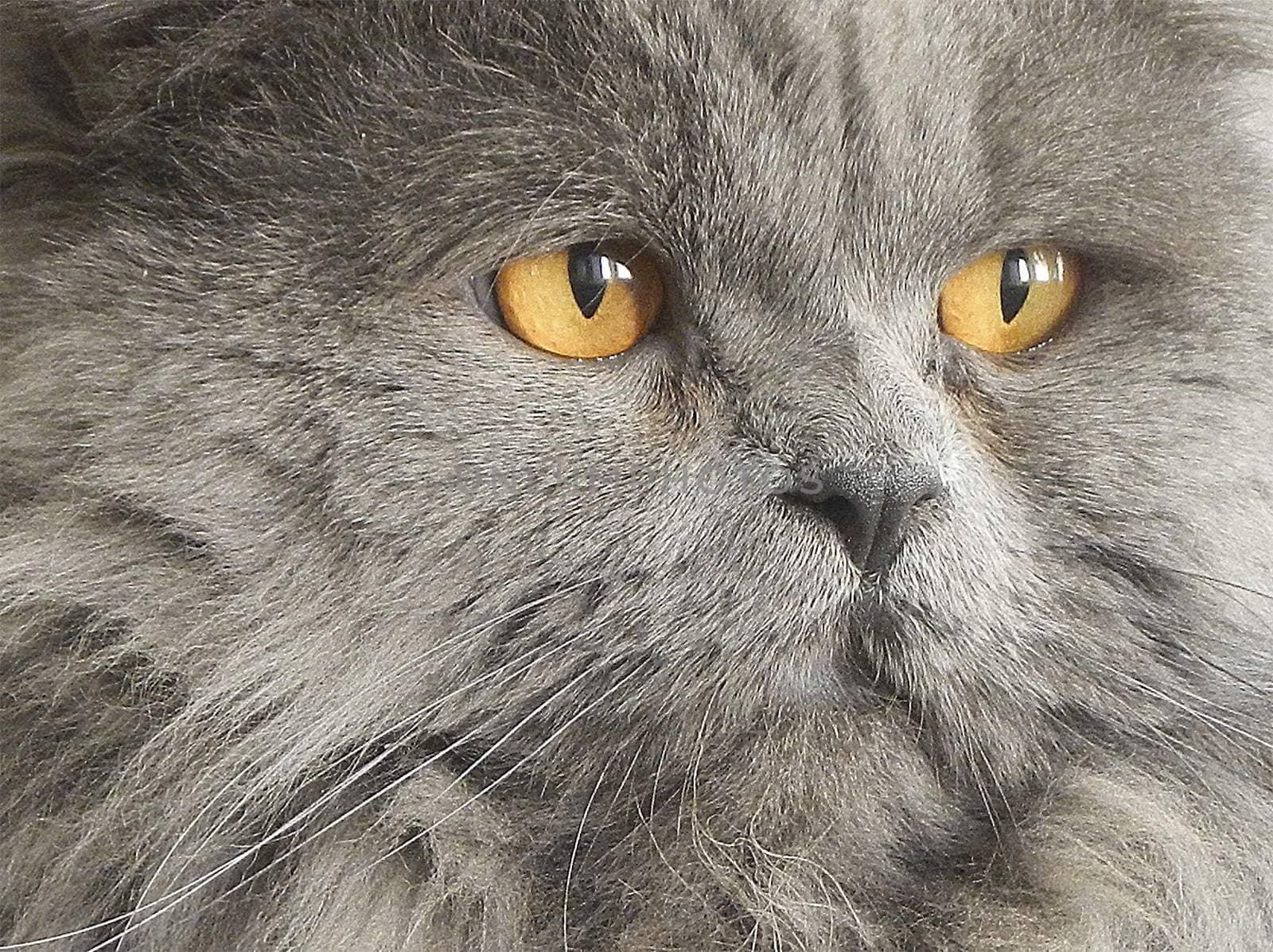 Photo portrait, close-up on cat whiskers and eyes