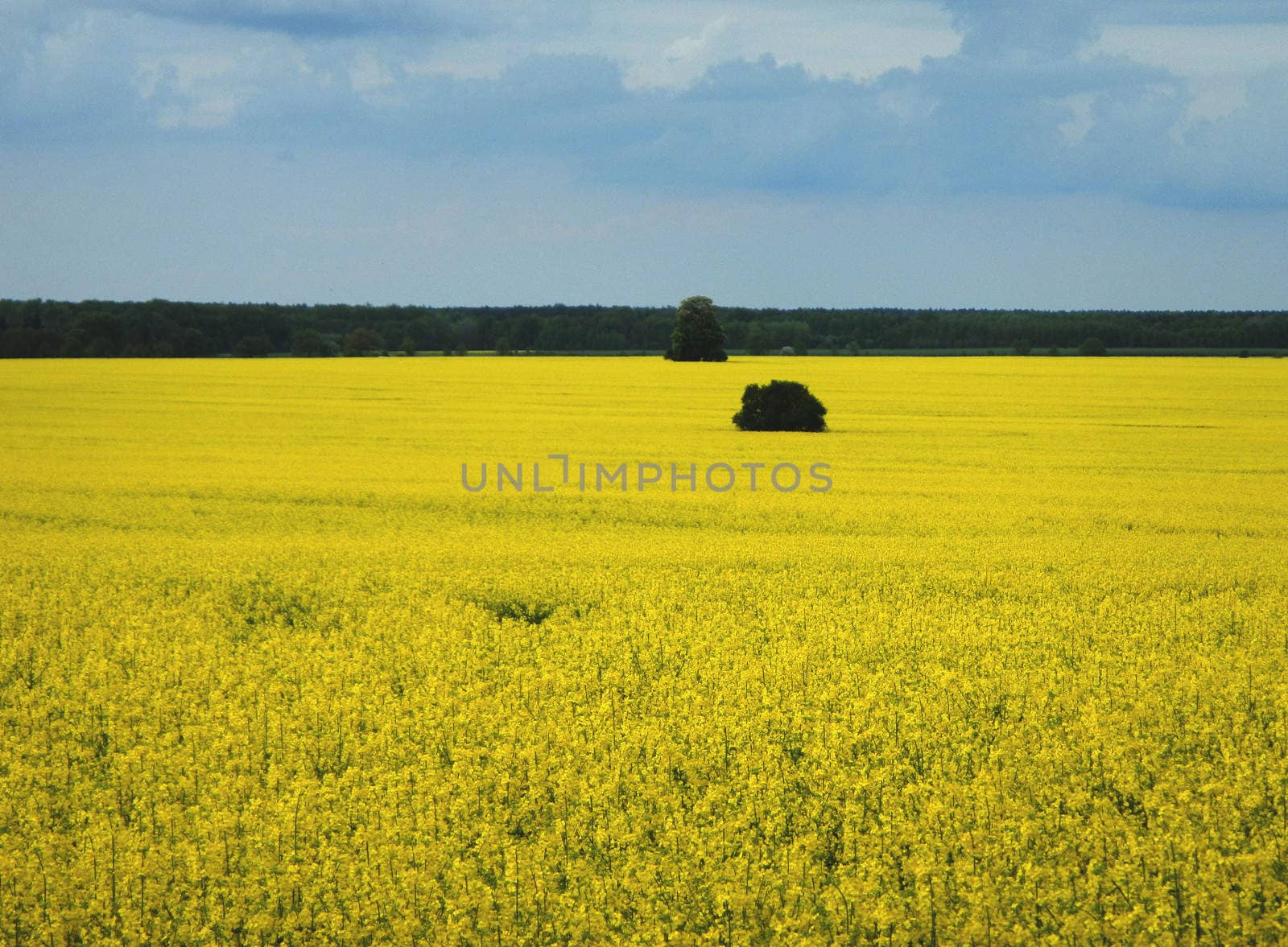 Photo beautiful landscape - a field, sky, forest and blooming rape