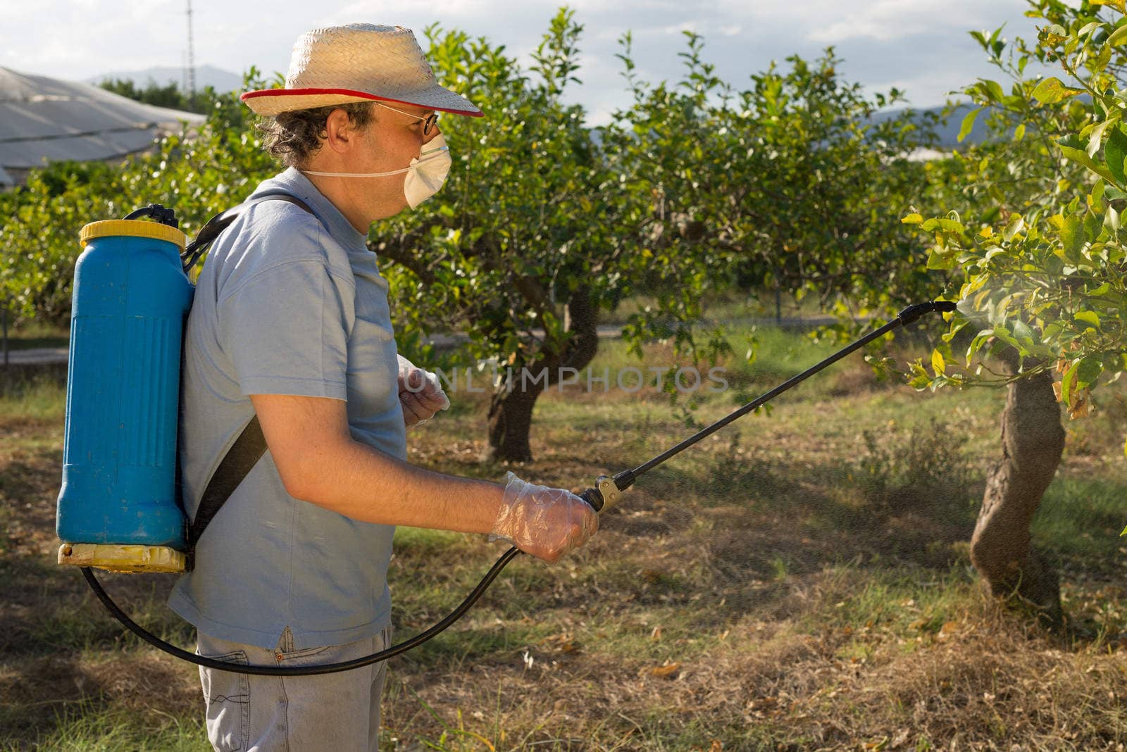 Agricultural worker spraying pesticide on fruit trees