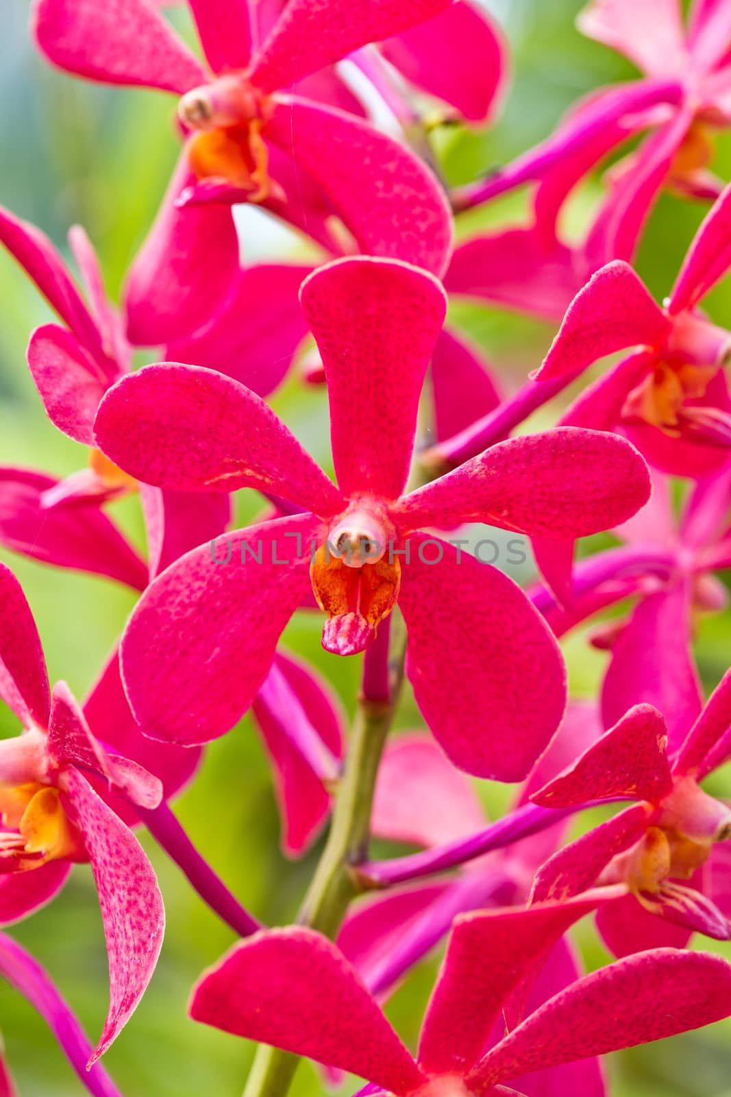 Blossom red vanda orchids in the garden.