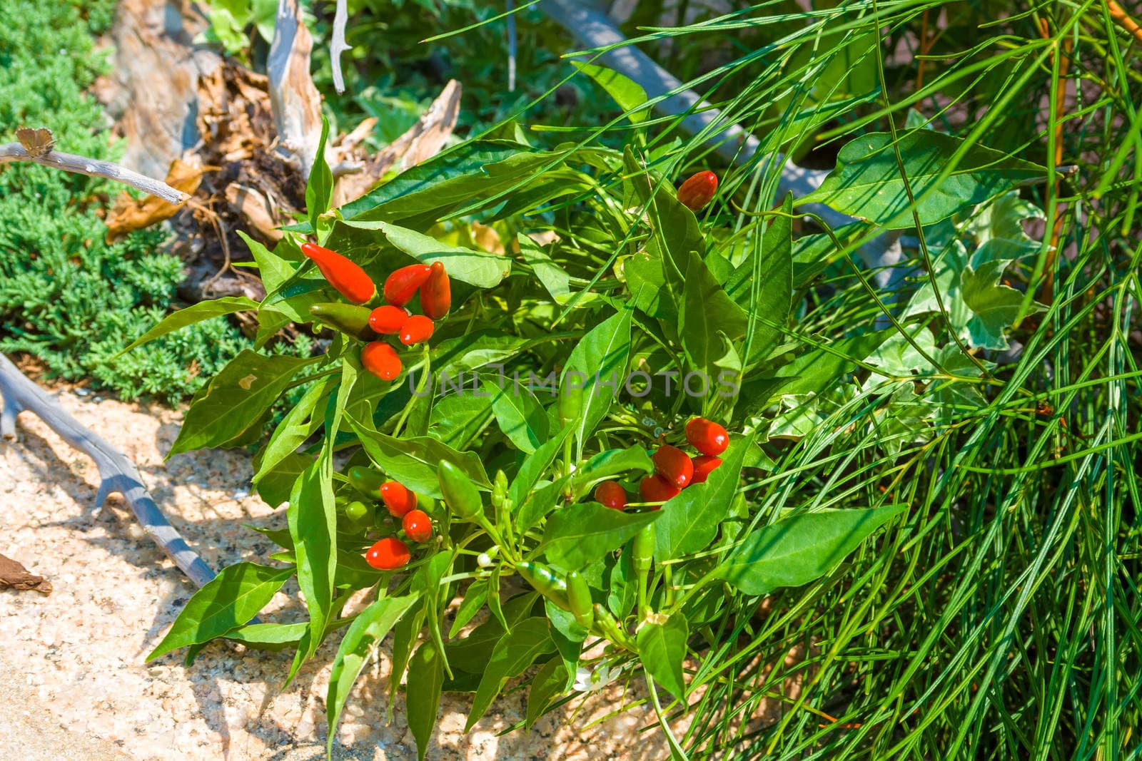 Organic wild chili peppers