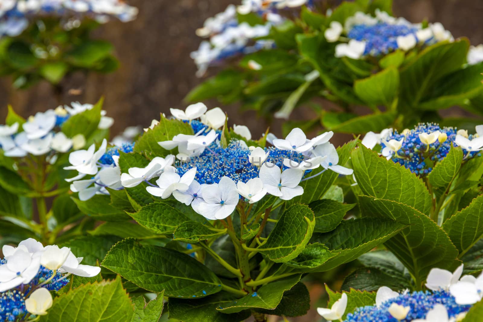 Flower blue white with green leaves, Madeira, Portugal