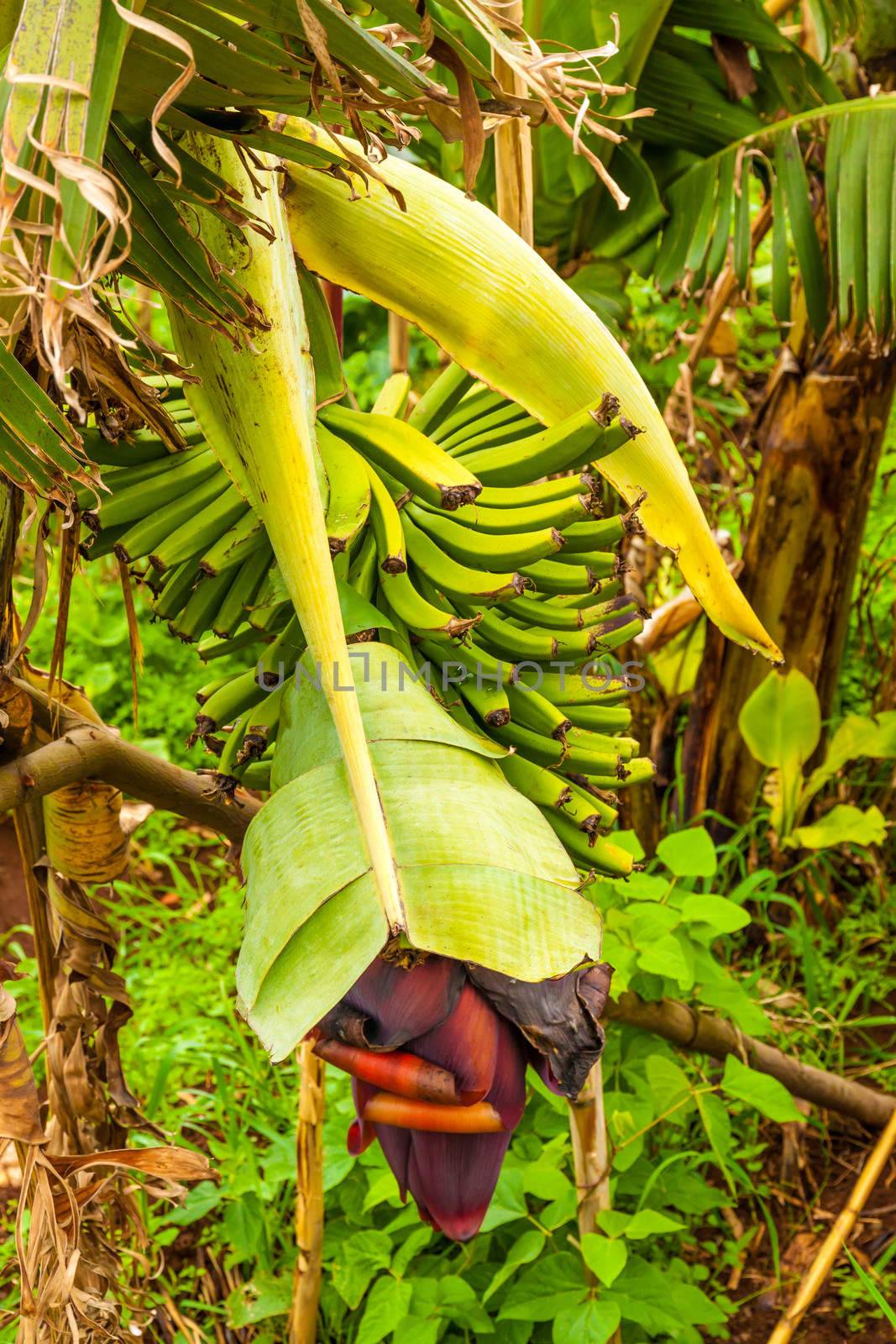 Banana blossom with green yellow fruits on a plantation, Madeira