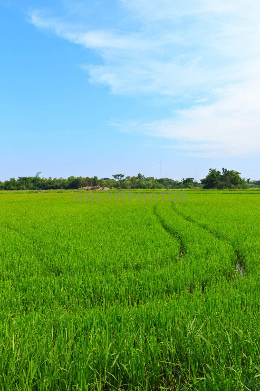 Natural field of rice and blue sky in rural area.