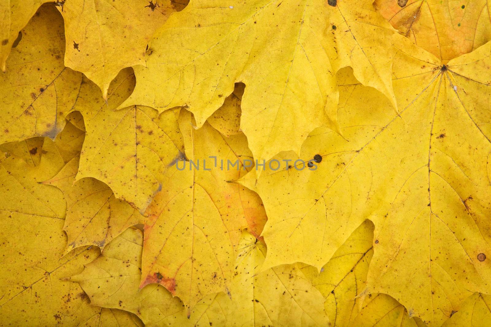 Background of dry dirty yellow autumn leaves a close up