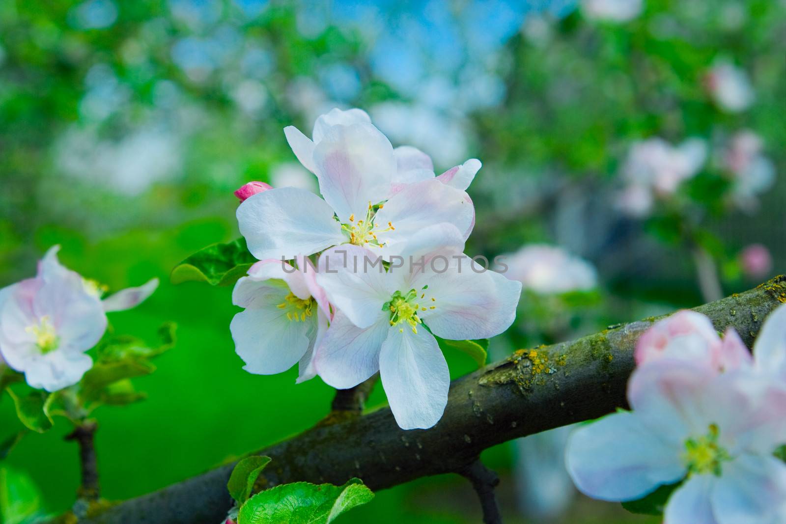 flowers of apple tree on a branch