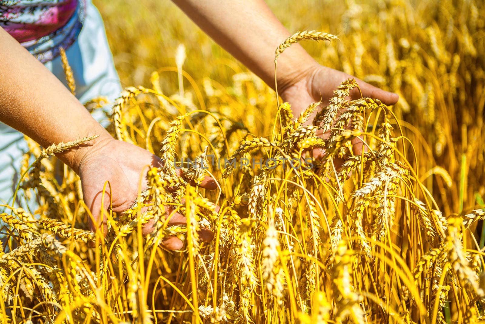 hands holding plants of wheat