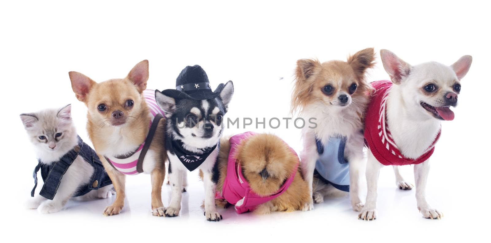 chihuahuas, kitten and chicken by cynoclub