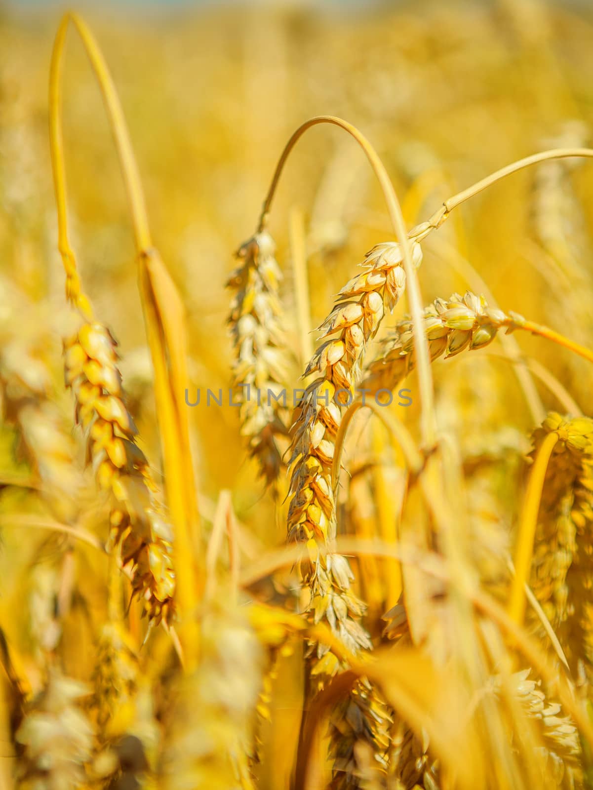 plants of ripe wheat