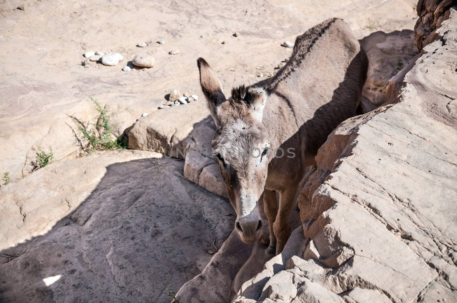 Free wild Donkey is grazing in desert
