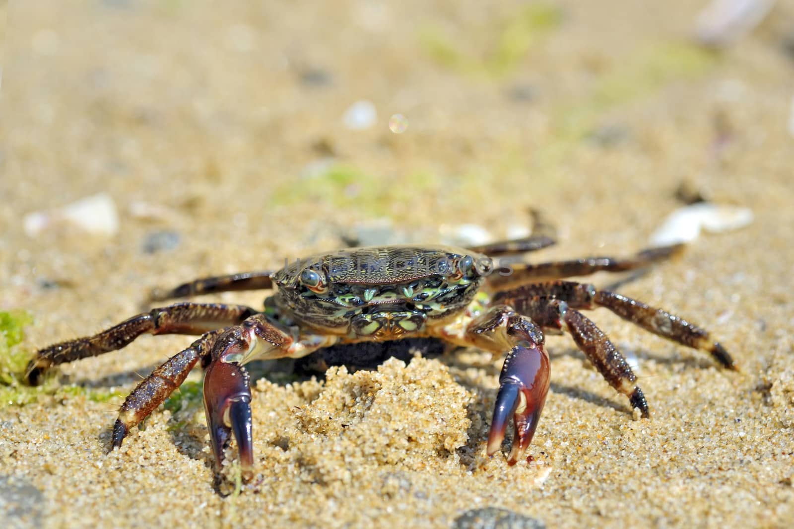 natural crab on the sand against the sea at beach