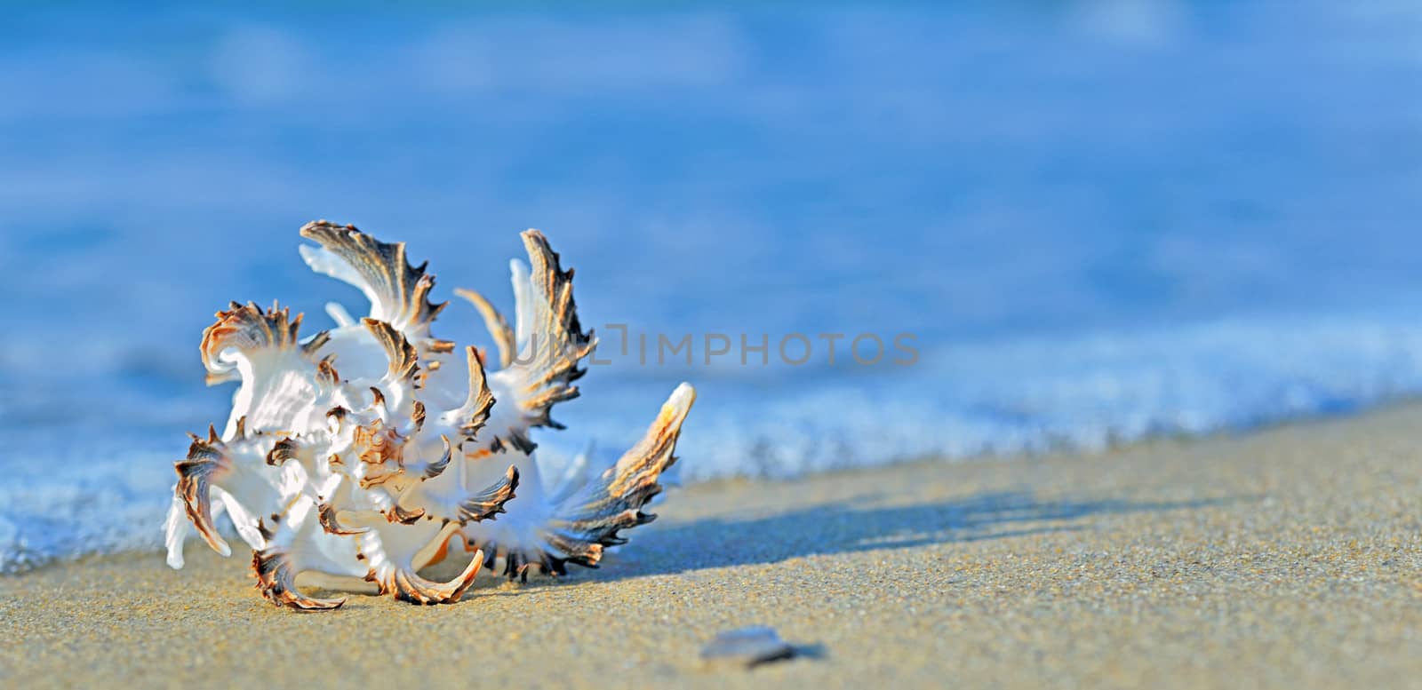 seashell on the seashore shoot in a natural background