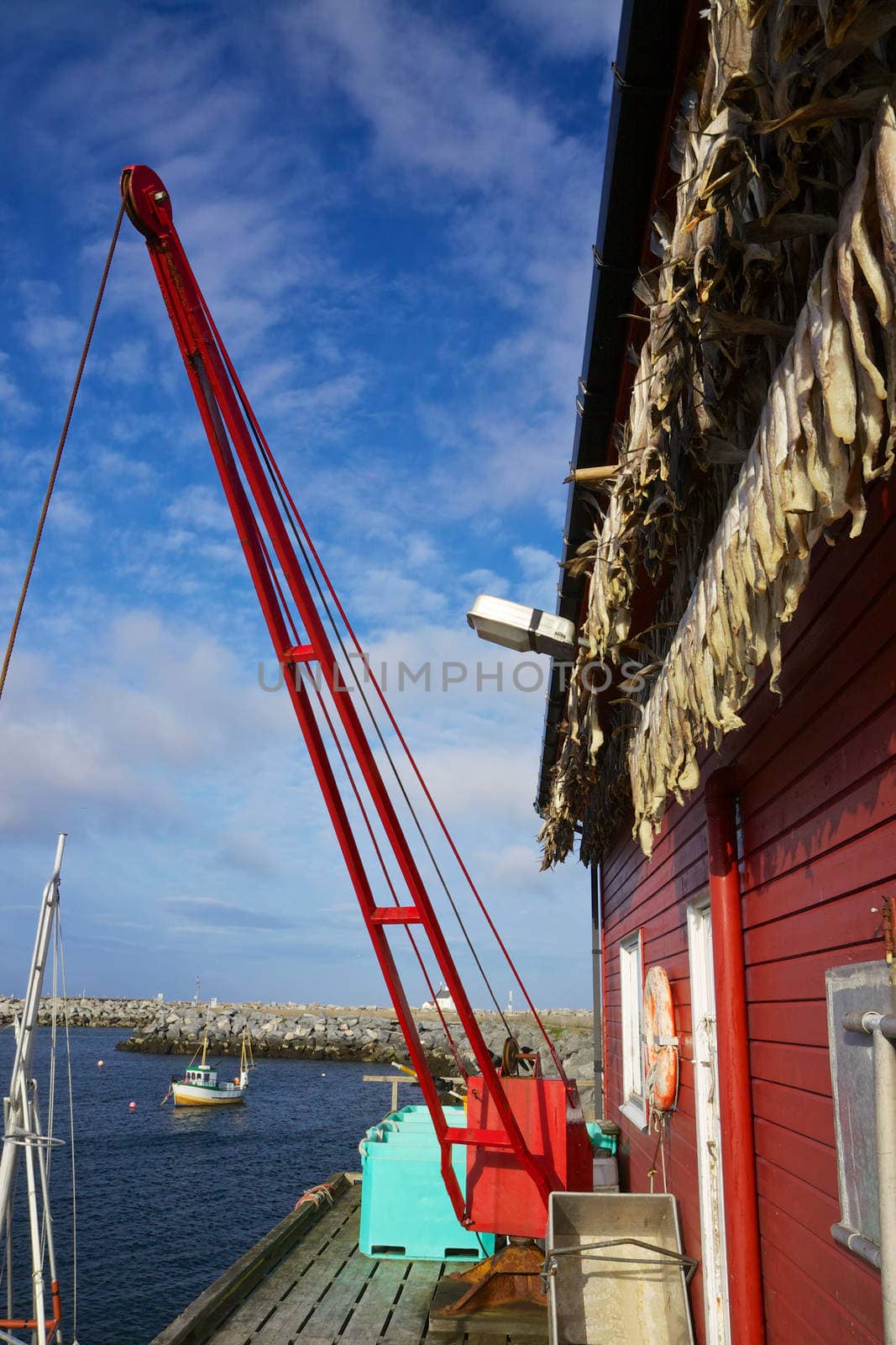 Small fishing port with dried stock fish on Lofoten islands in Norway
