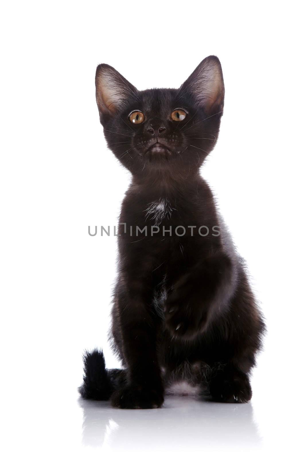 The black kitten sits with the raised paw. by Azaliya