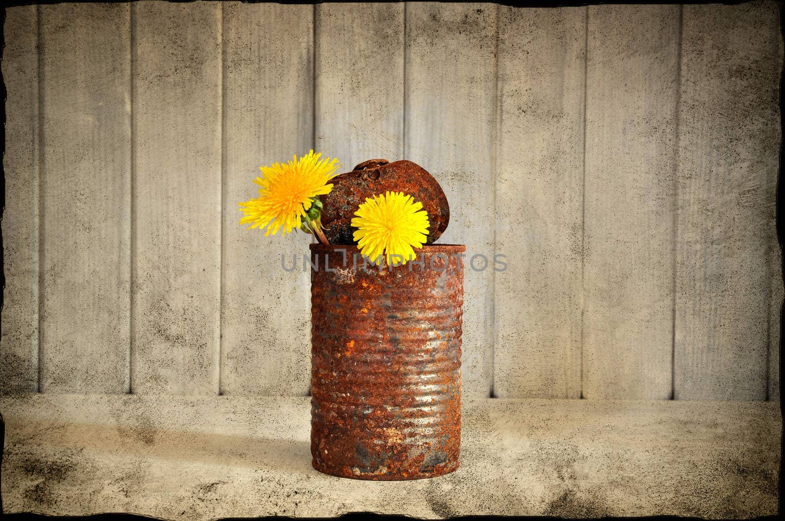 Rusty tin can with flowers, decay feeling.
