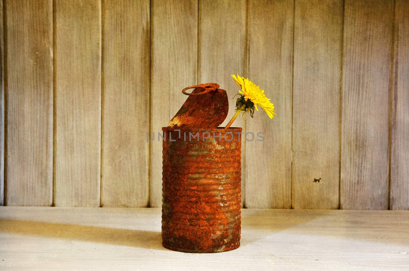 Recycle of an old tin can as vase for a single flower.