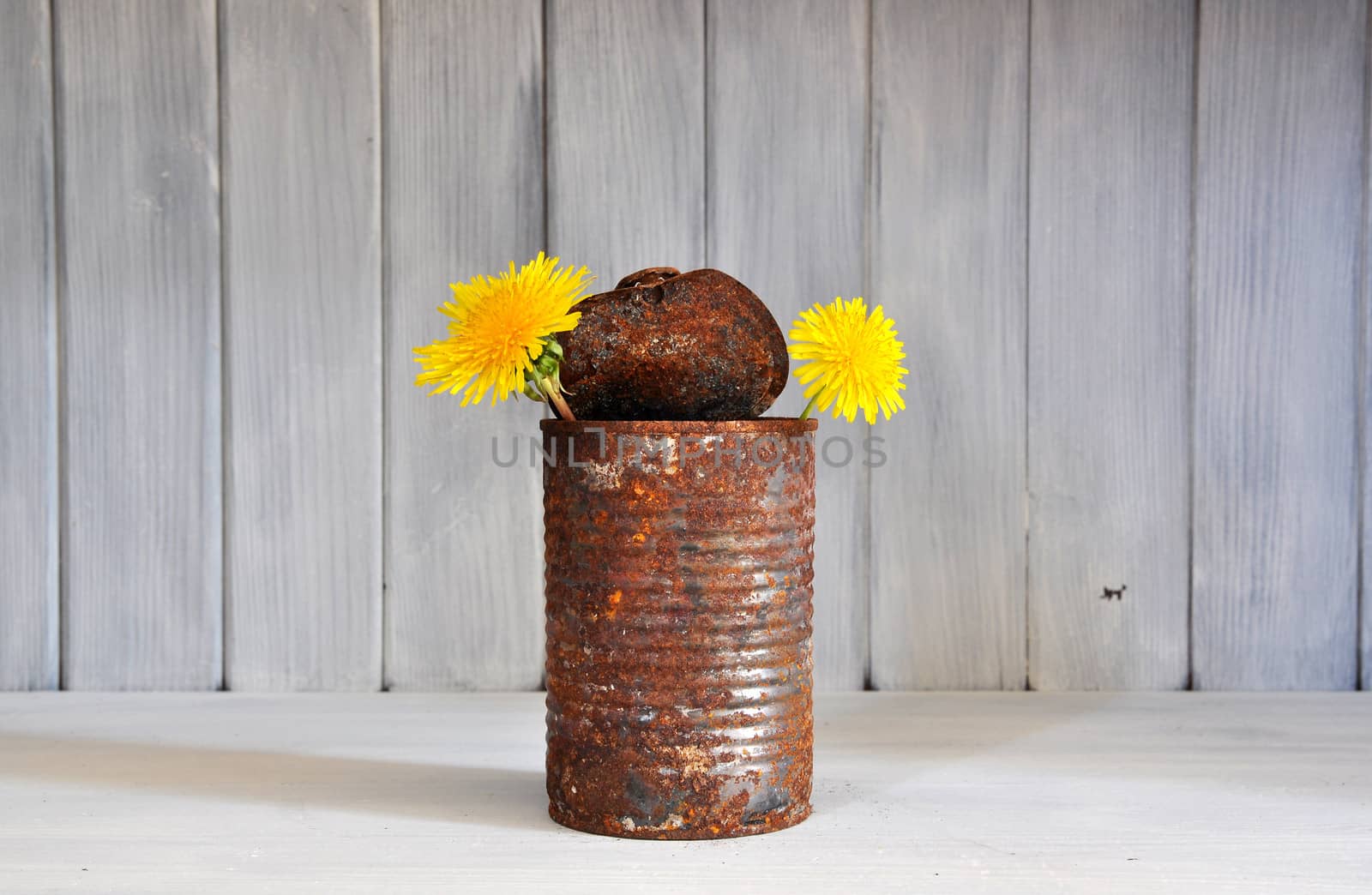 Old rusty tin can used as vase for yellow flowers