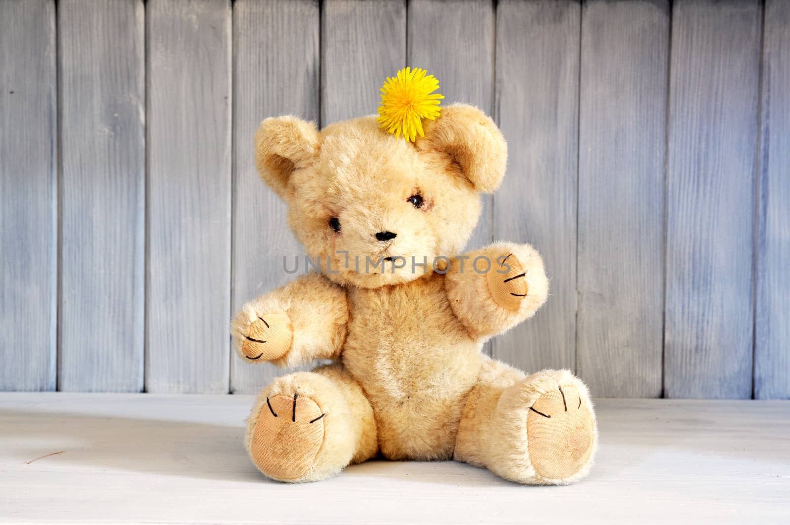 Old teddy bear from the 1960's sitting on a shabby chic shelf.