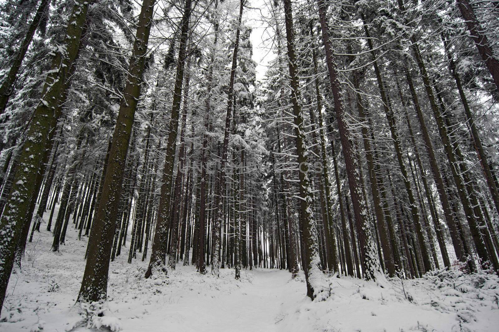 Image of the winter coniferous forest