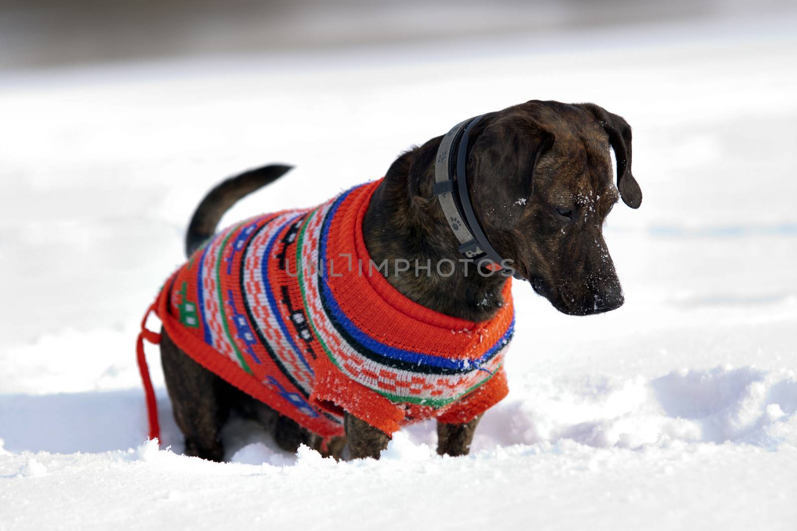 Shot of the dog in the snow