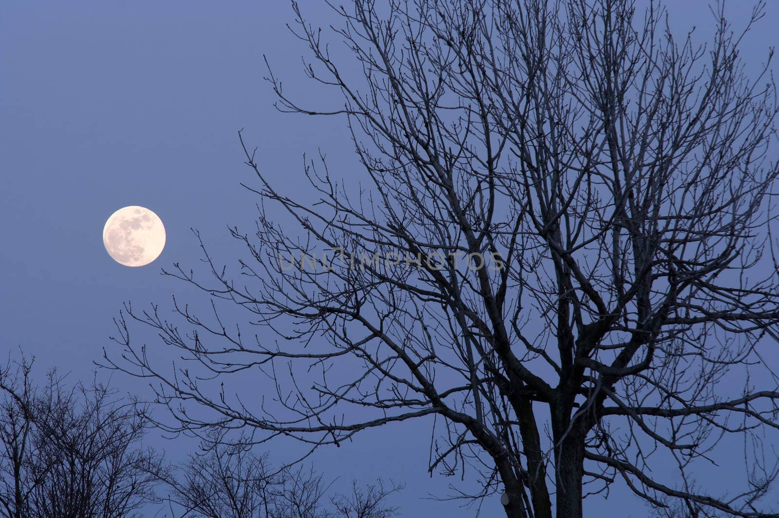 Abstract image of the moon and bare tree