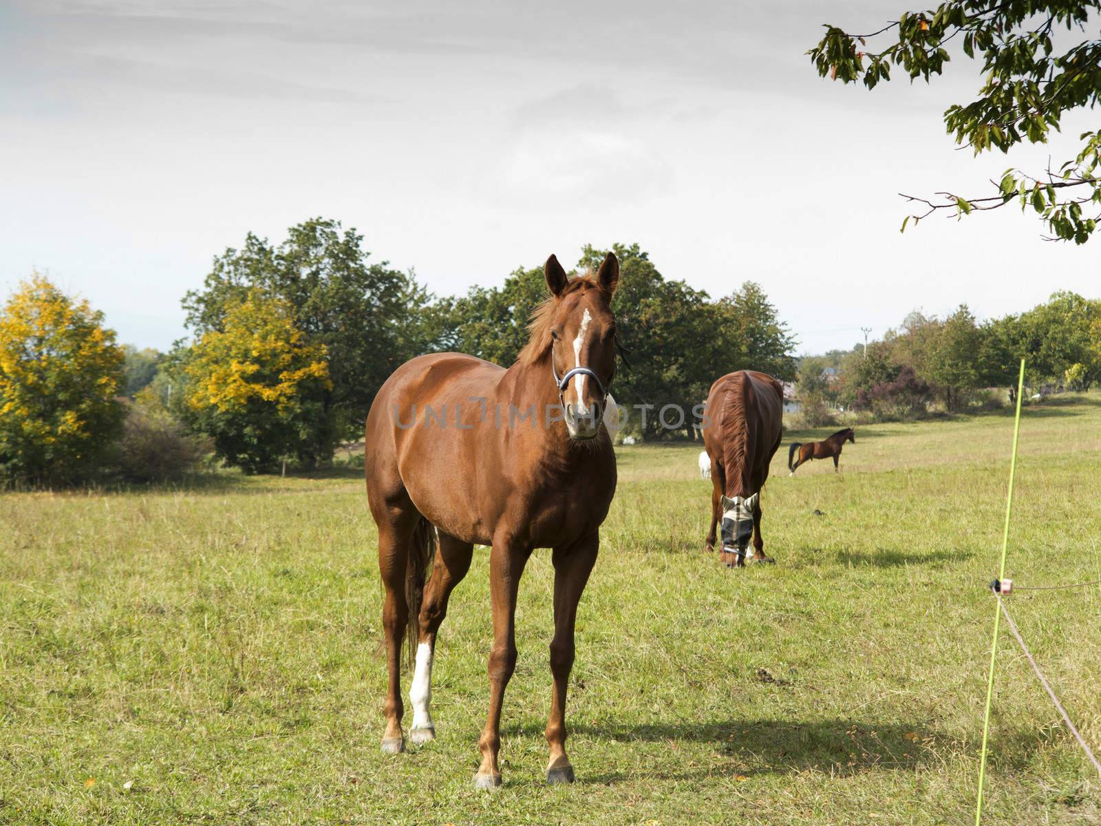 Shot of the bay horse on pasture
