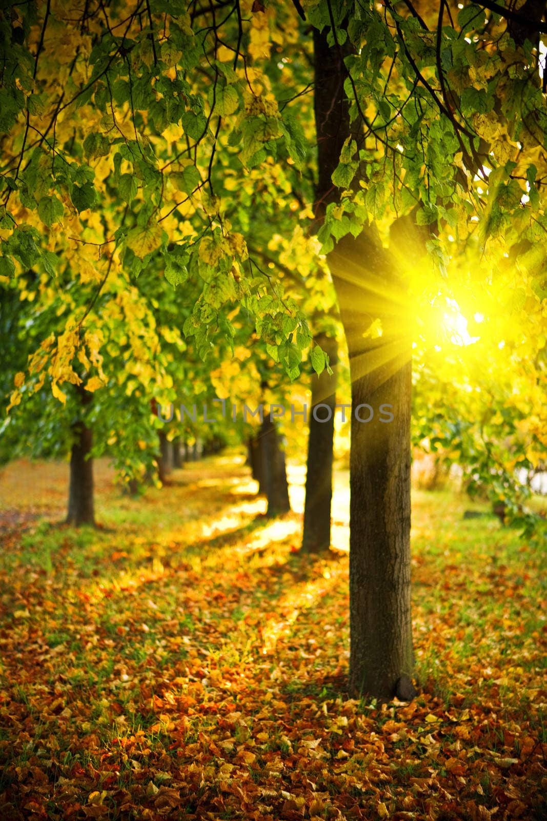 yelow evening alley