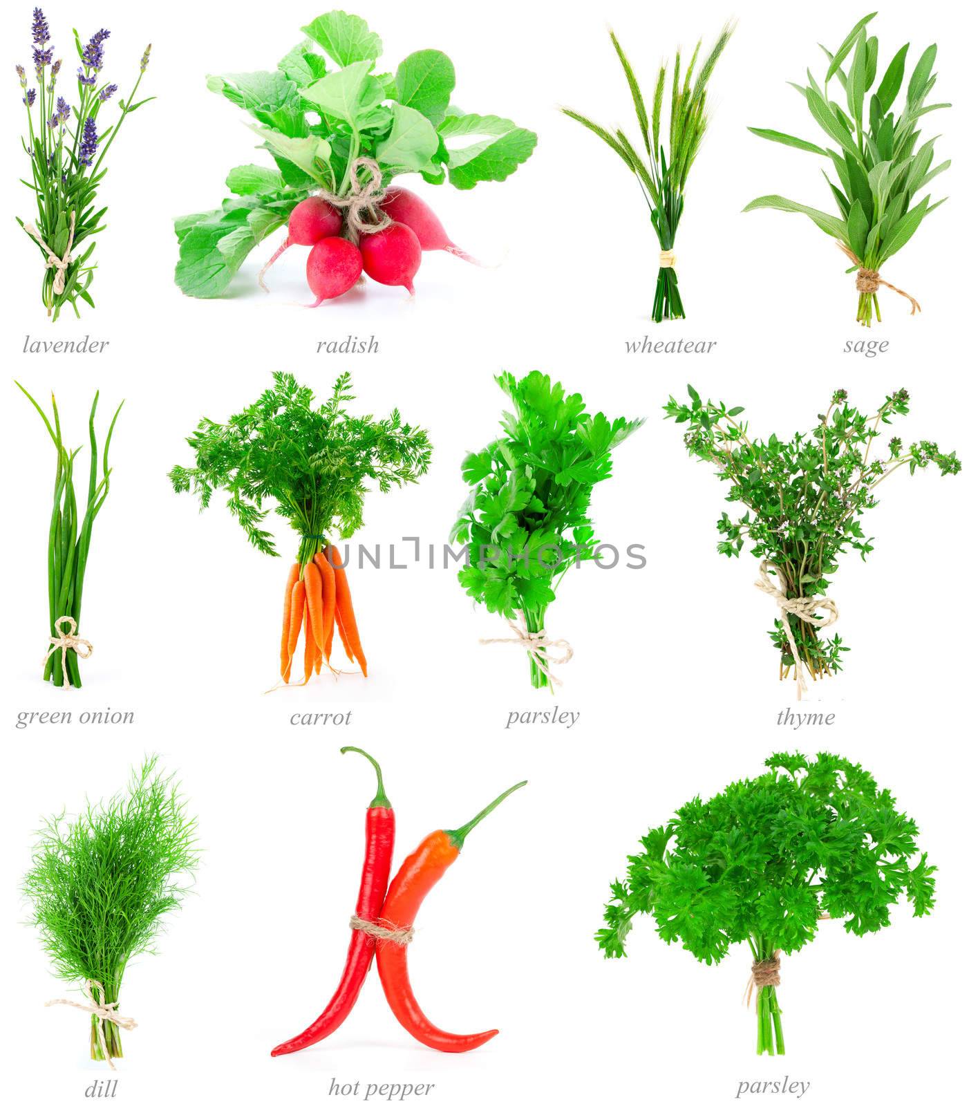 Fresh herbs and vegetable collection isolated on white backgroun by motorolka