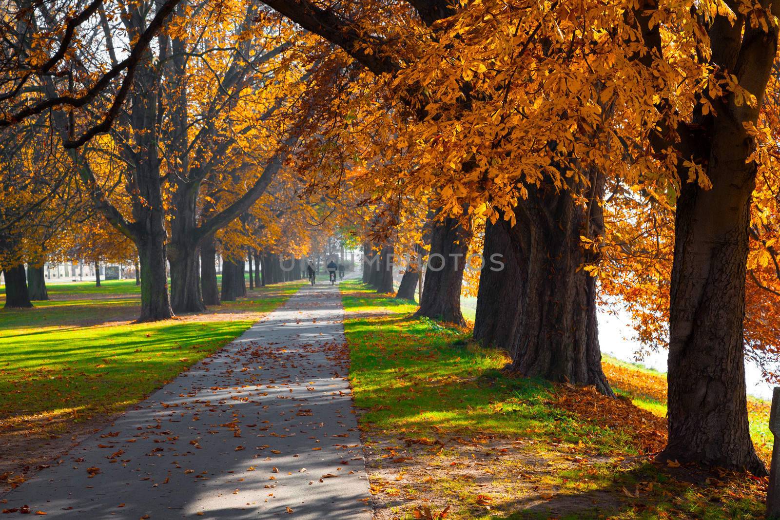 Pedestrian walkway for exercise lined up with beautiful tall autumn trees