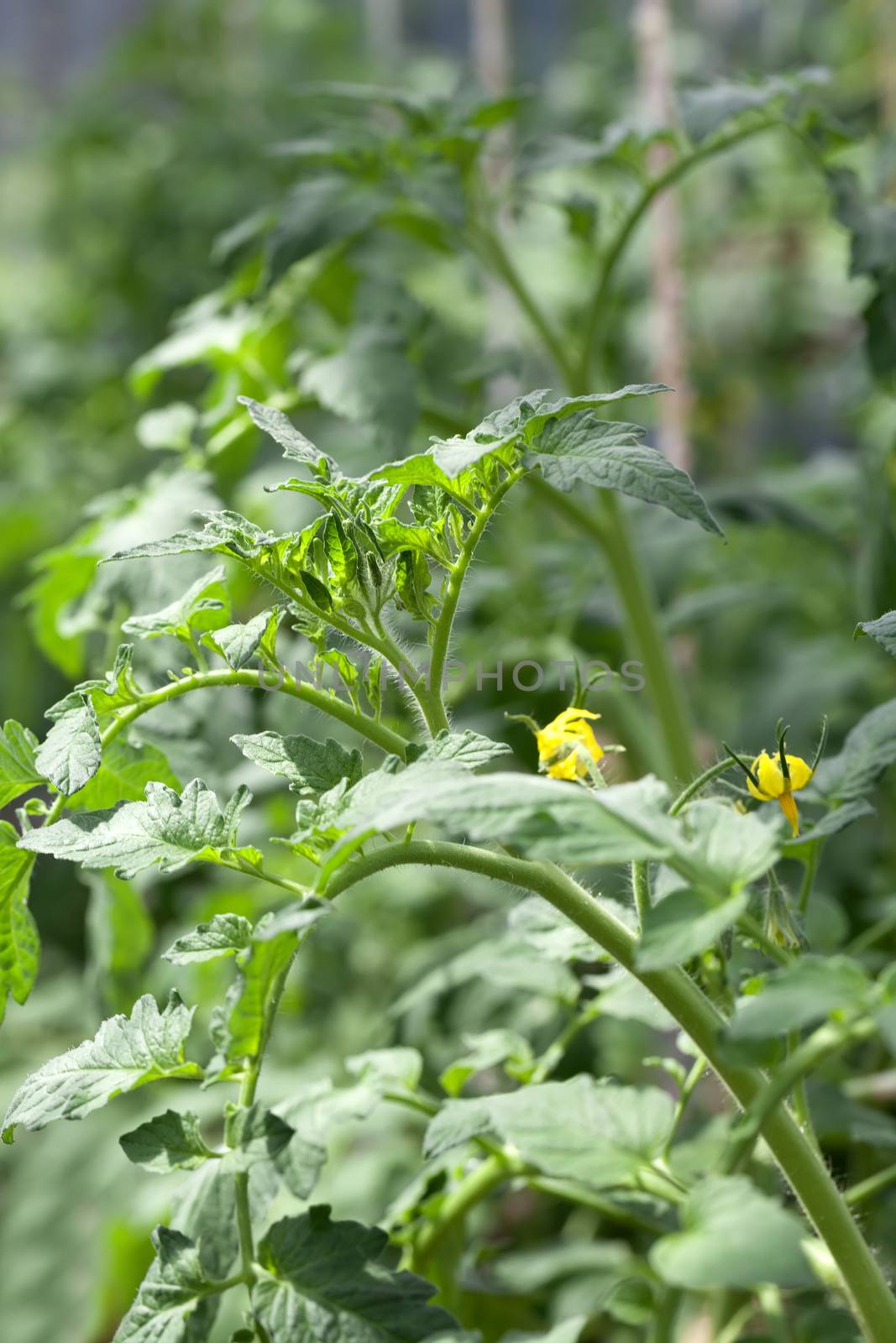 Growing tomatoes