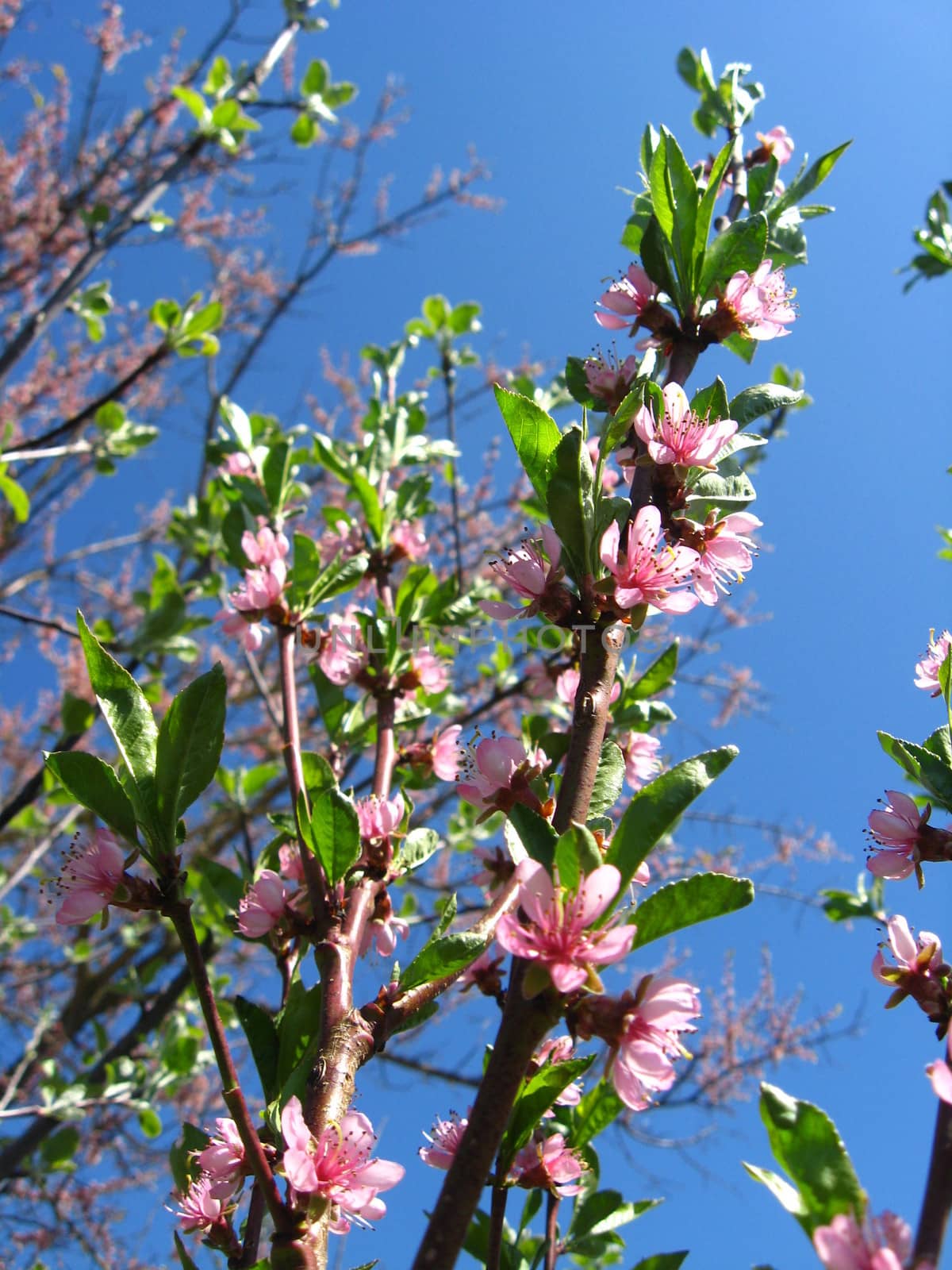 Blossoming tree of peach on a background of the blue sky