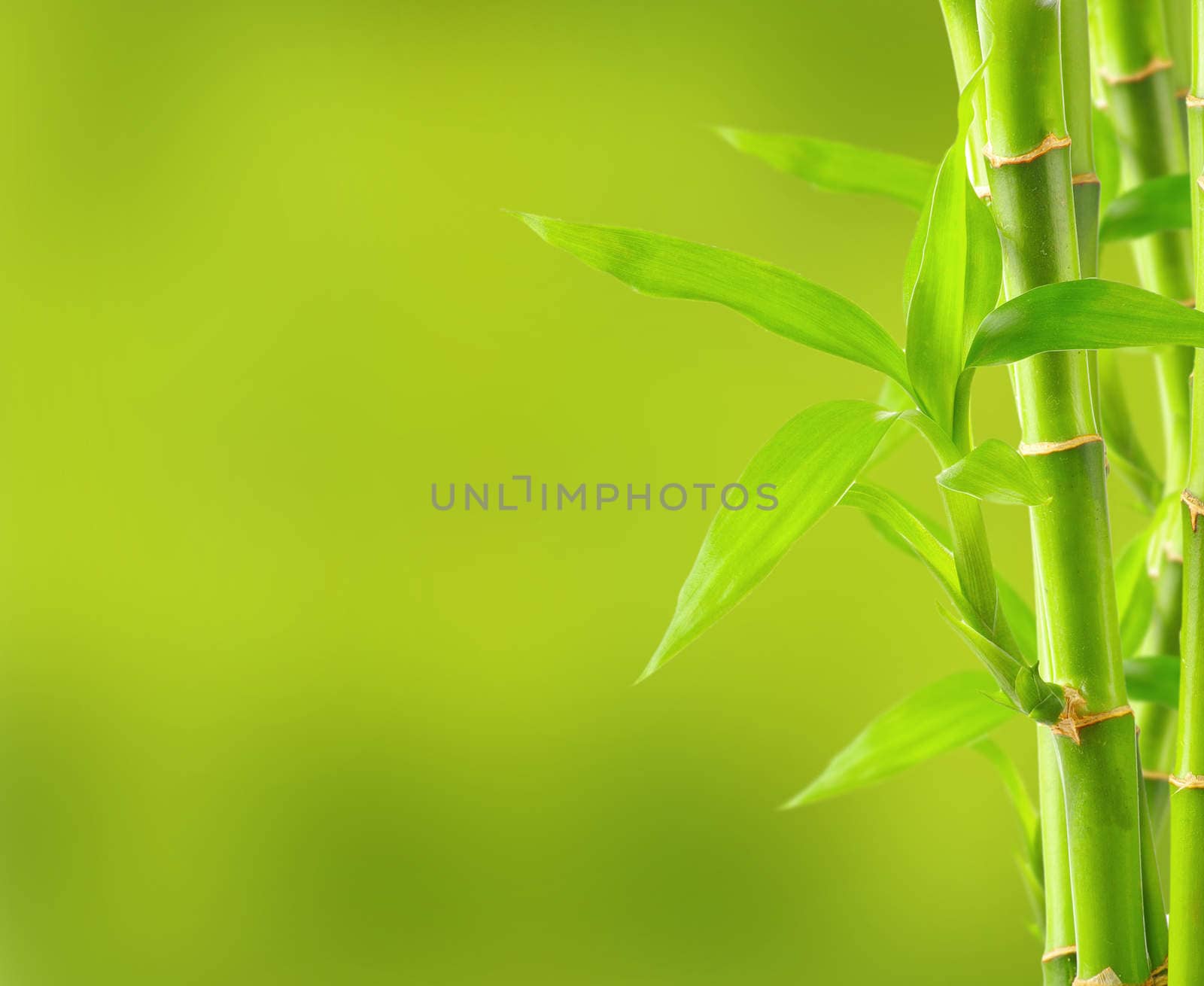 Bamboo background with copy space