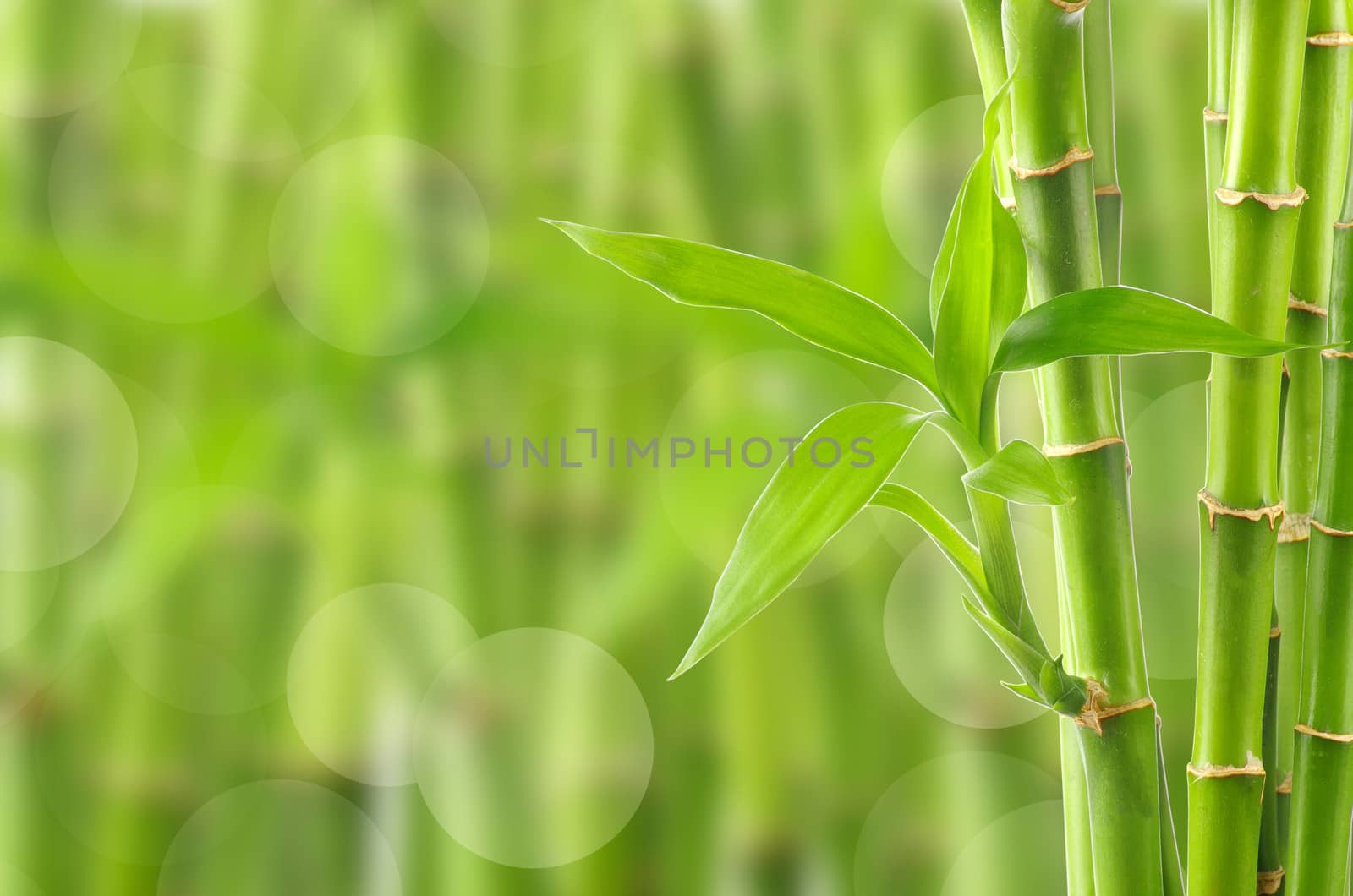 bamboo