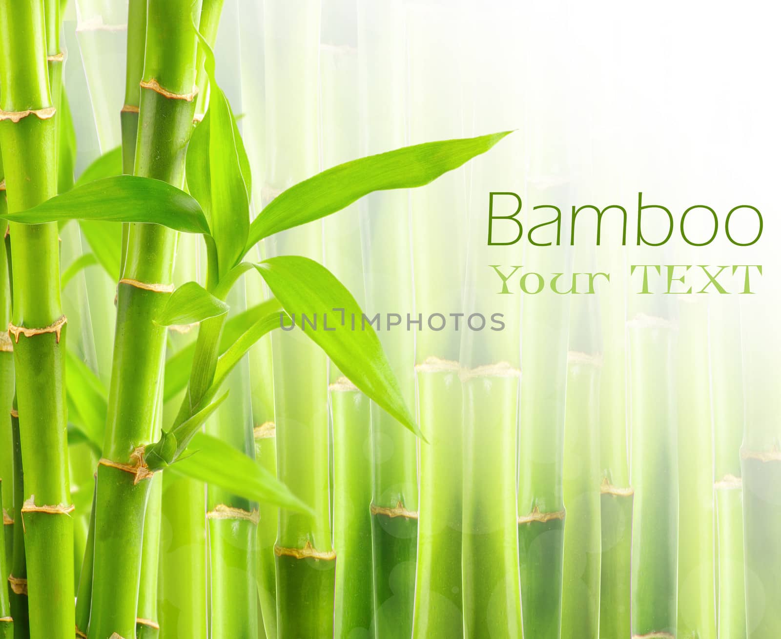 Bamboo background with copy space