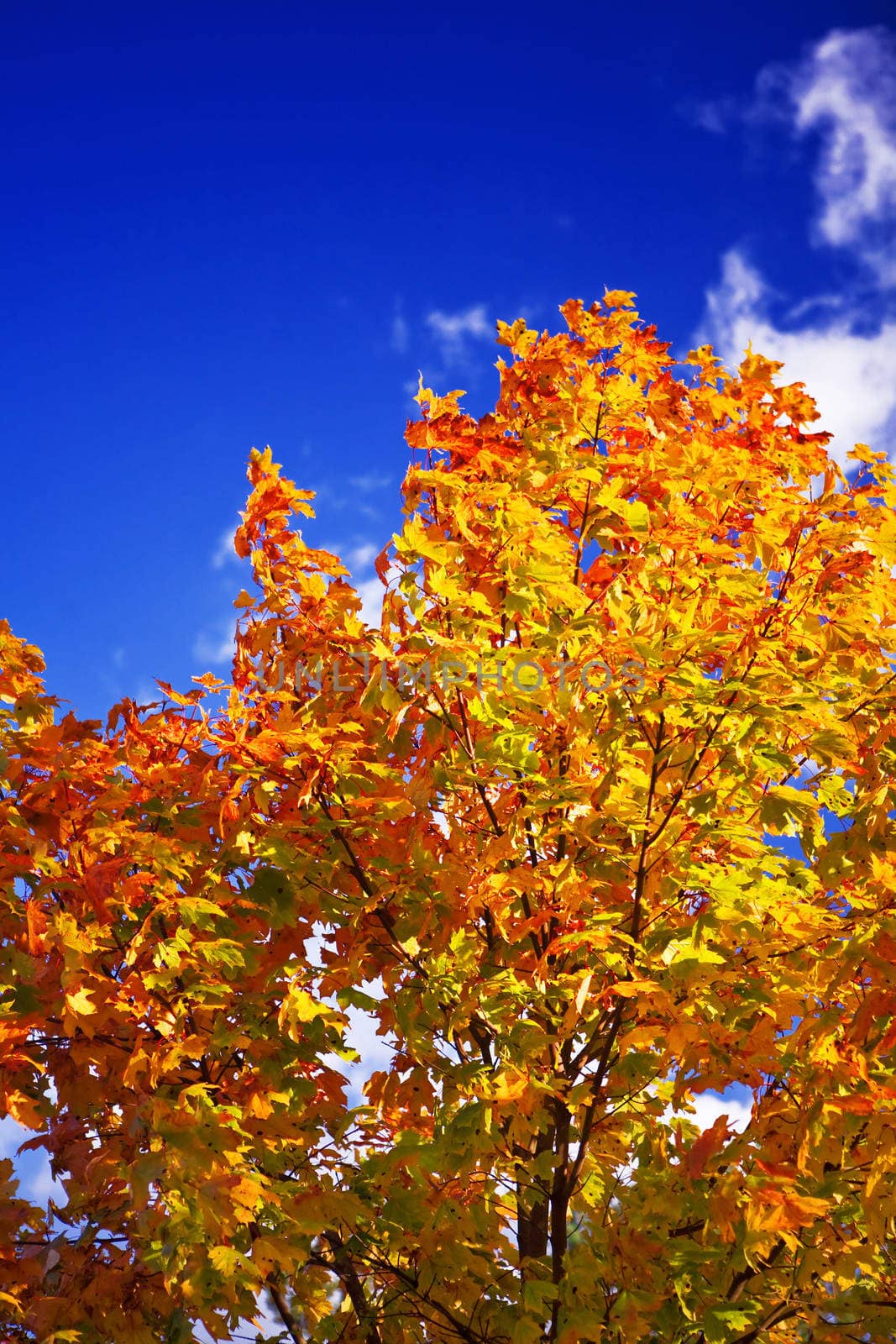 colored autumn tree