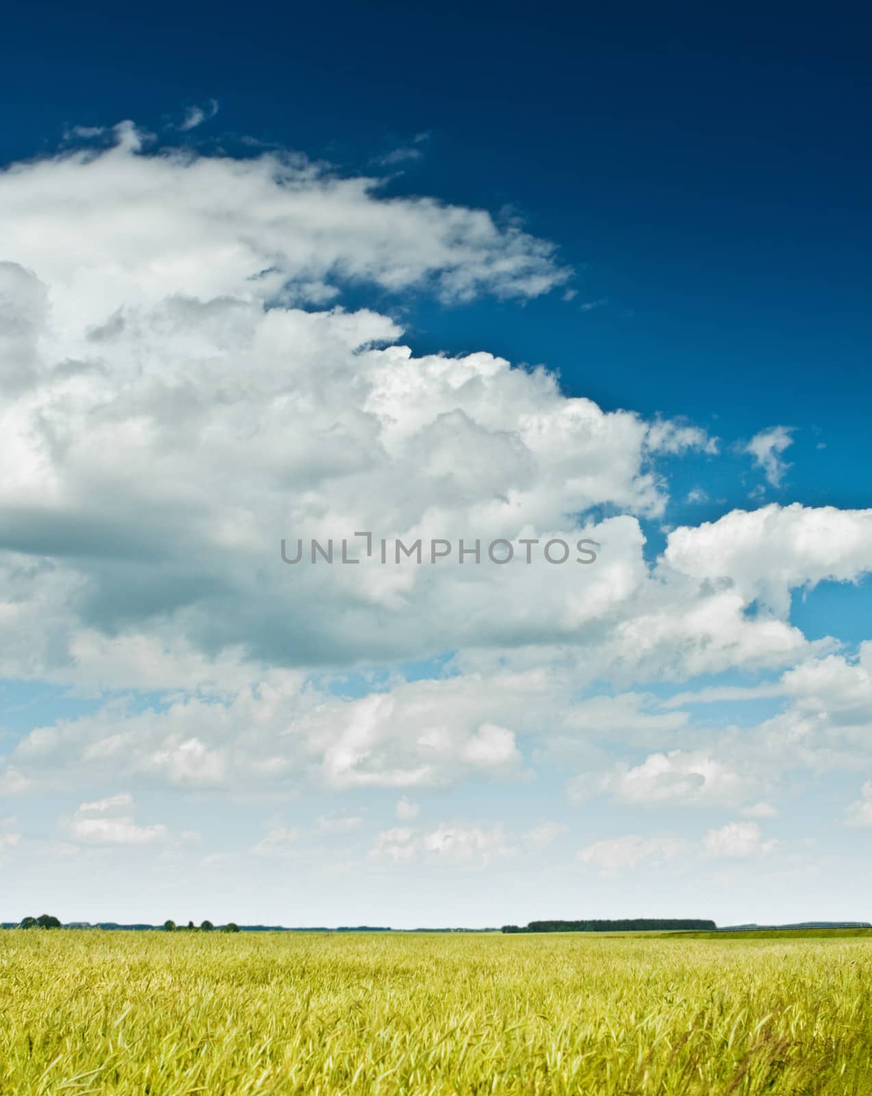 field and sky