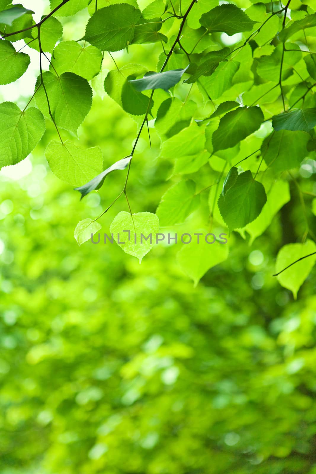 Green branch with leaves on a blurry background
