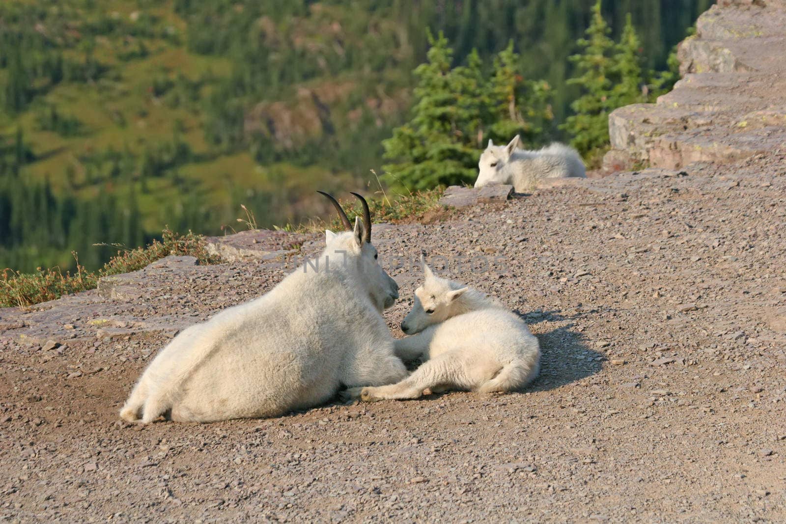 Mountain Goat with kids by LoonChild