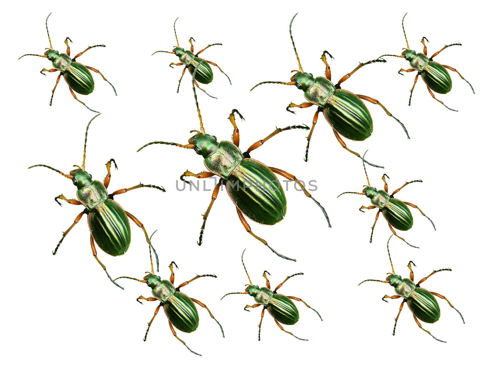 Macro picture of golden beetle on a white background