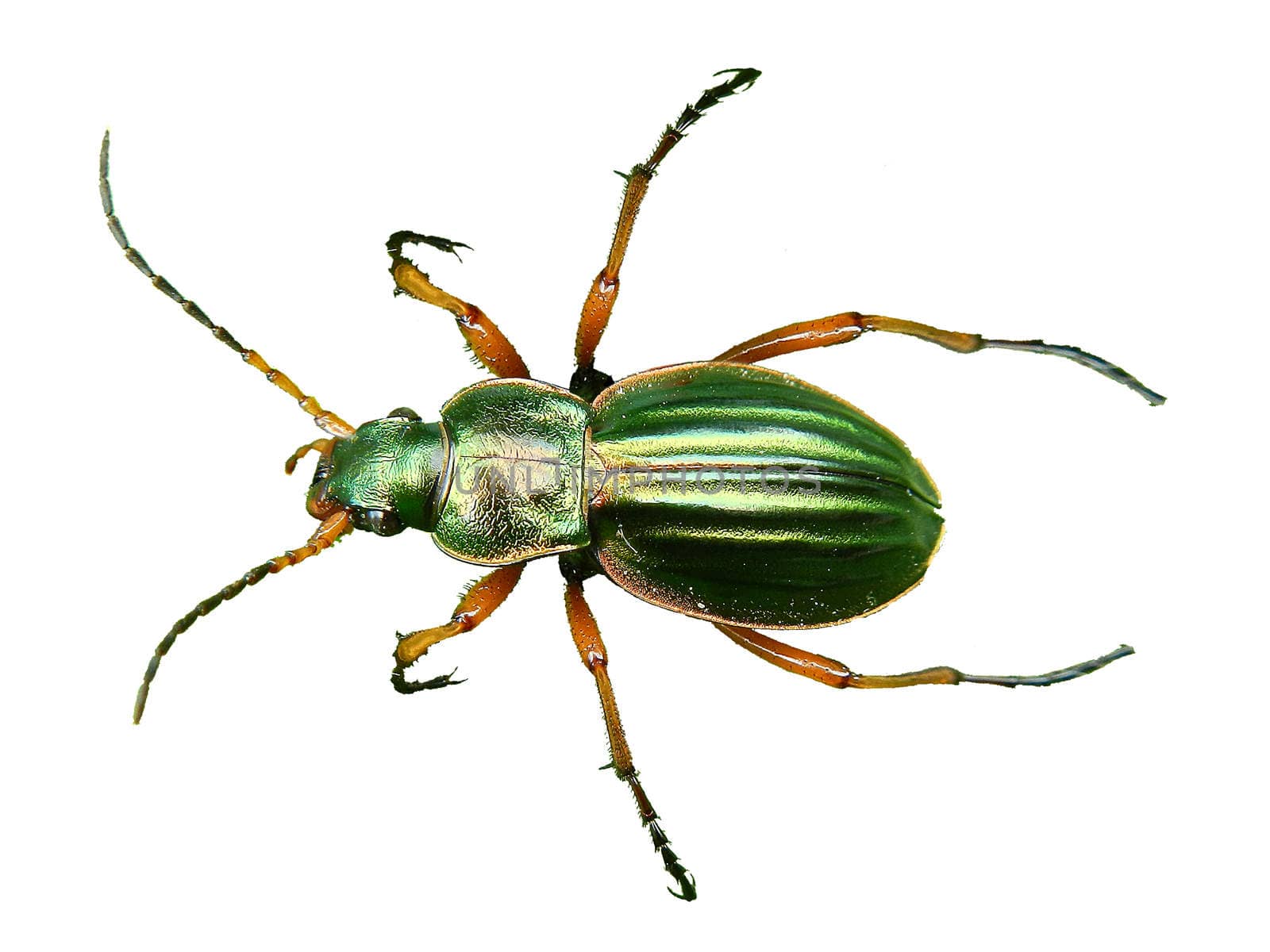 Macro picture of golden beetle on a white background