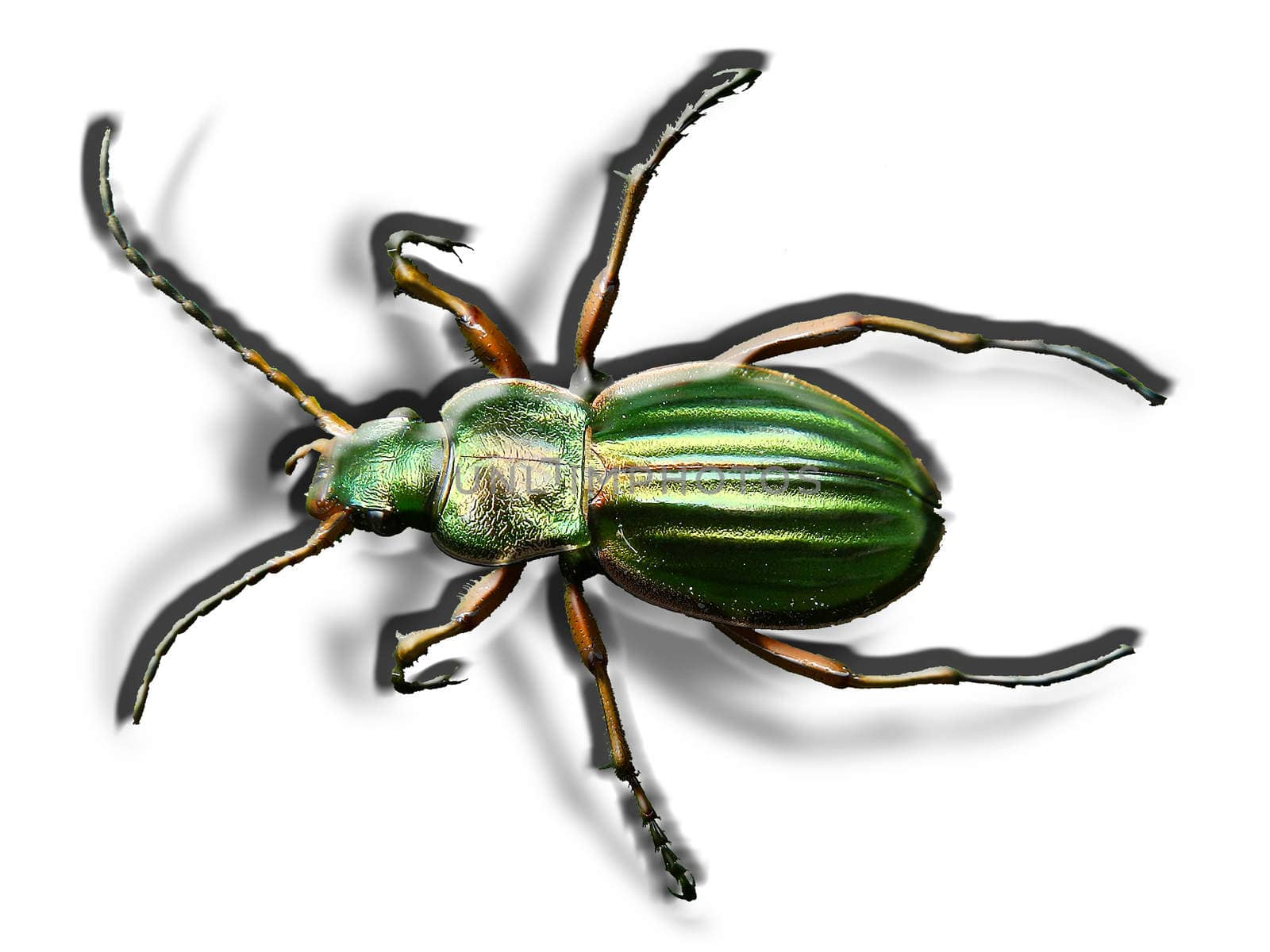 Macro picture of golden beetle on a white background