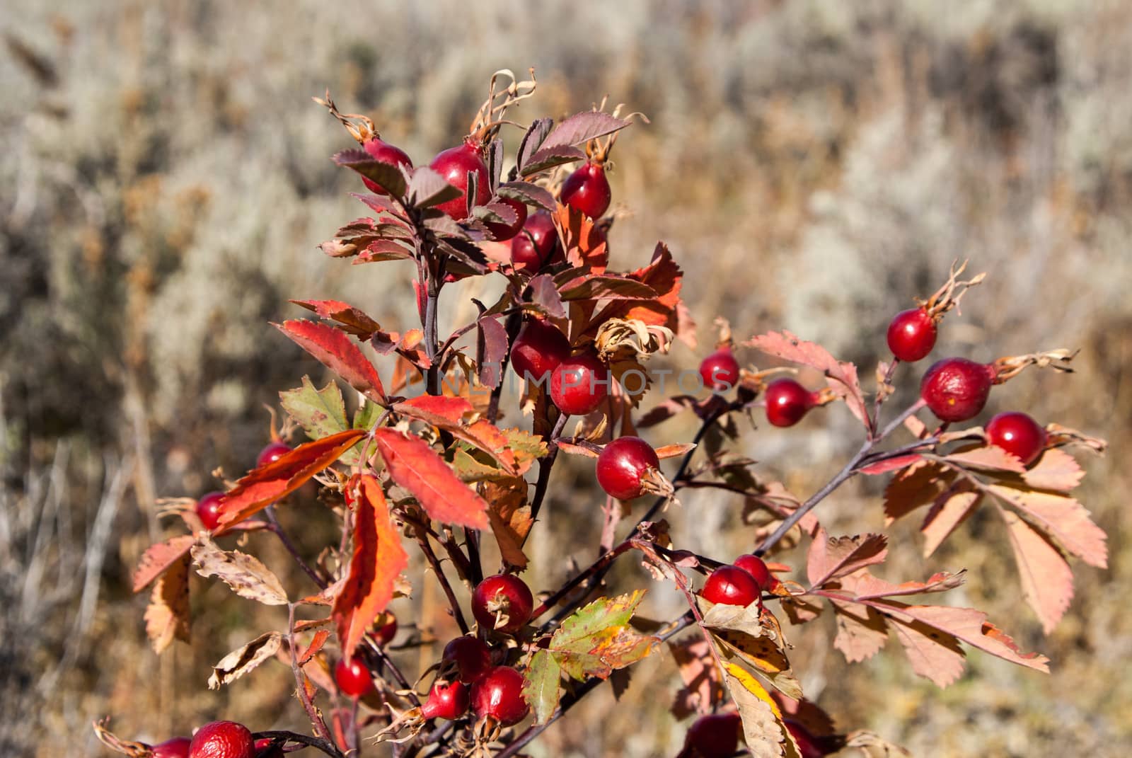 Red berry bush in rural field