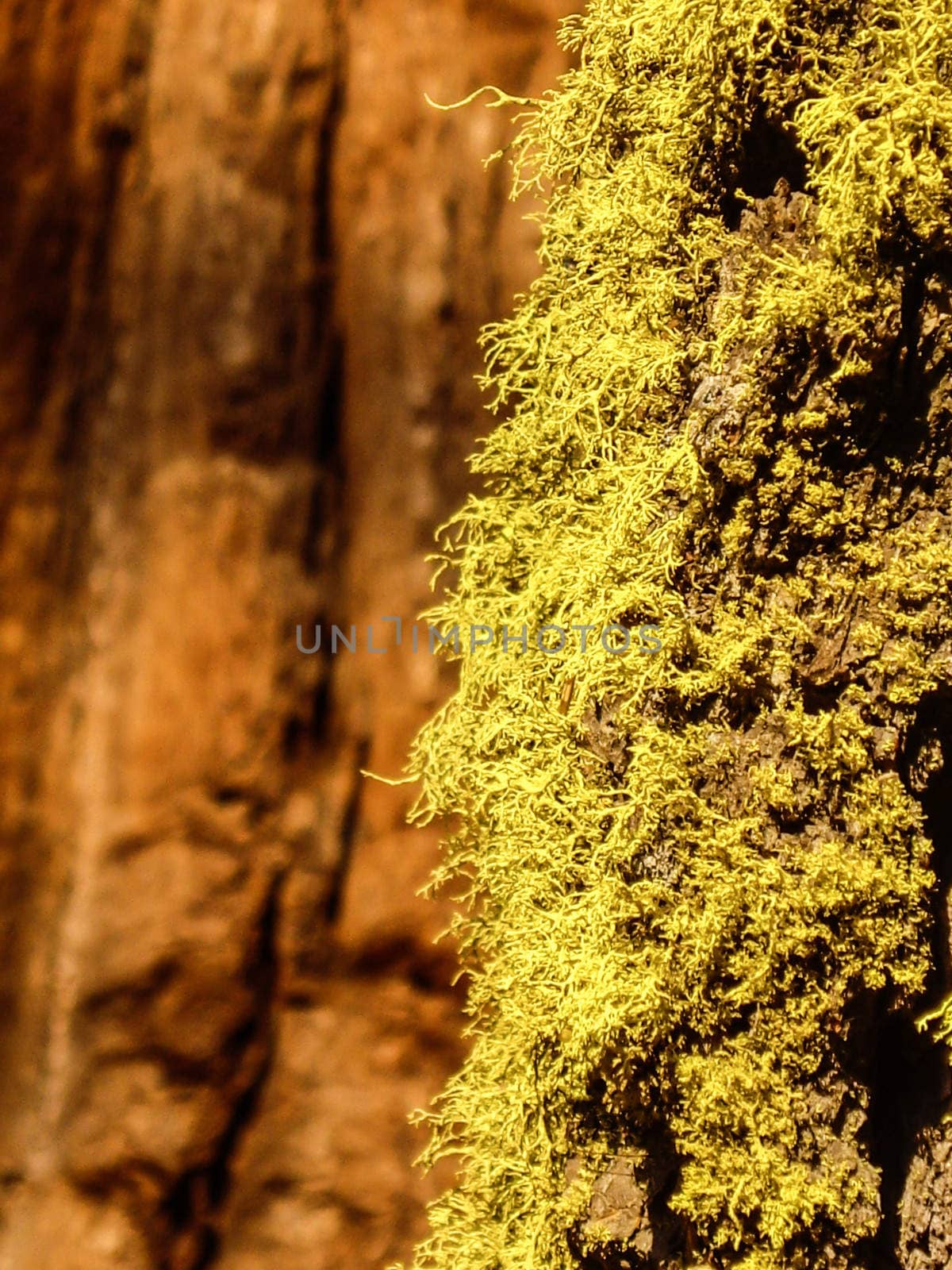 Yellow moss on old tree in Yosemite National Park