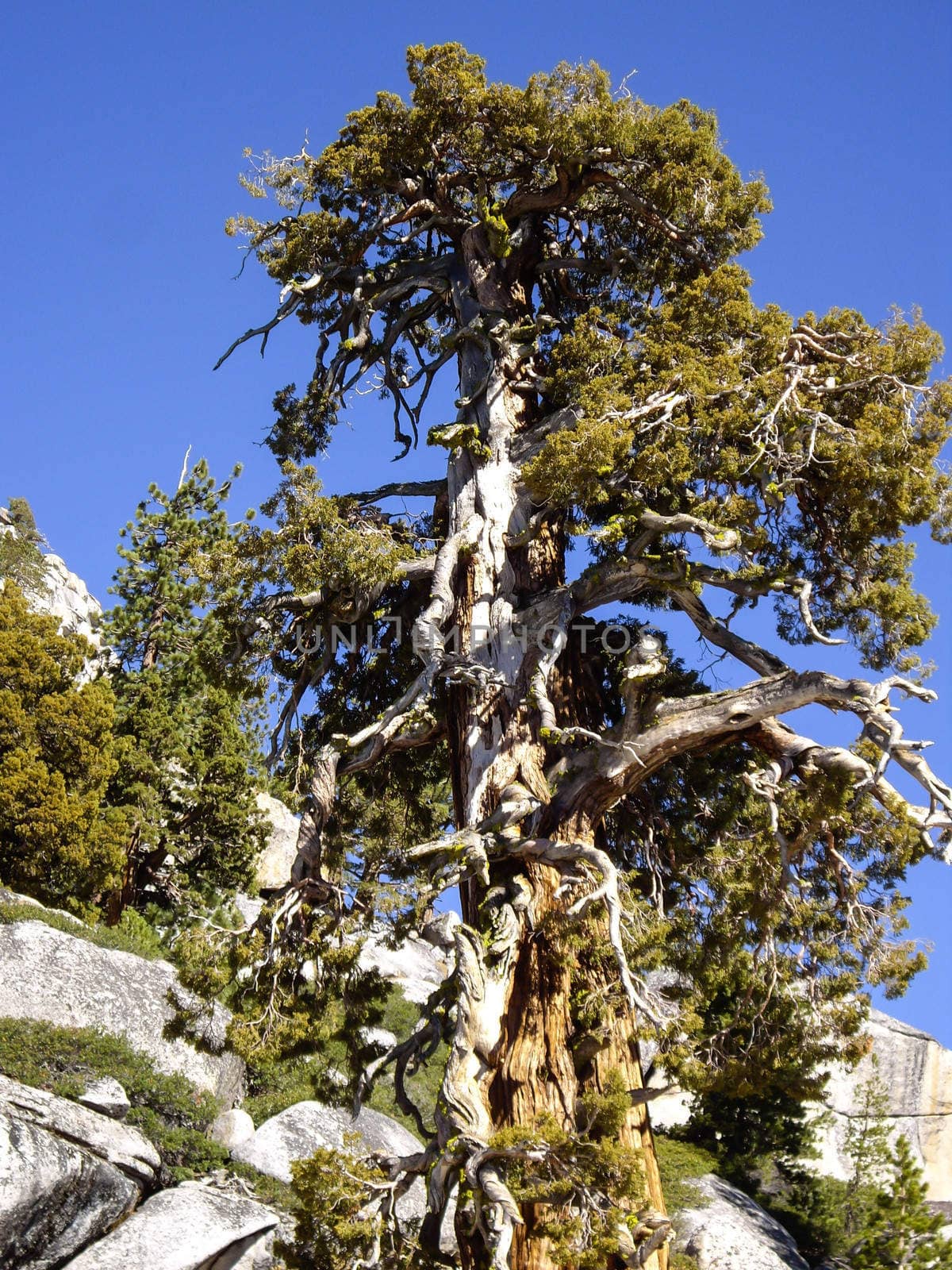 Ancient Bristlecone tree in Yosemite National Park
