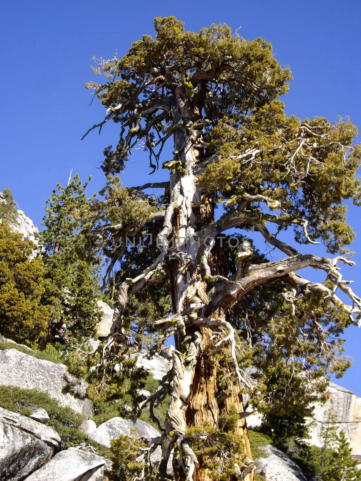 Bristlecone Tree by emattil