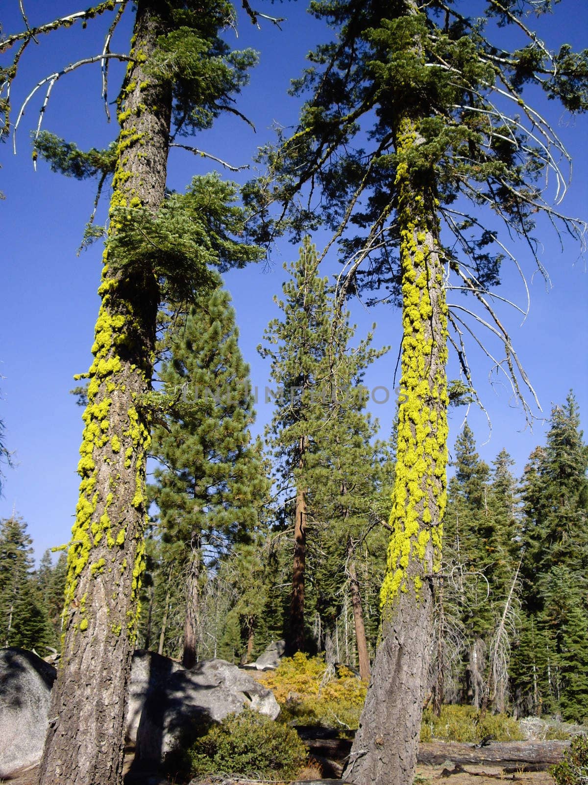 Two tall mossy trees in forest of Yosemite National Park