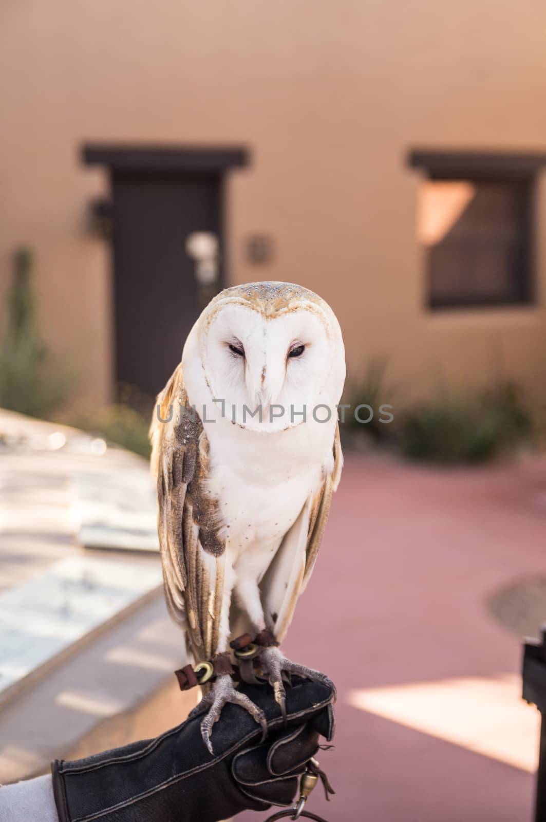 Sleepy Barn Owl with his handler